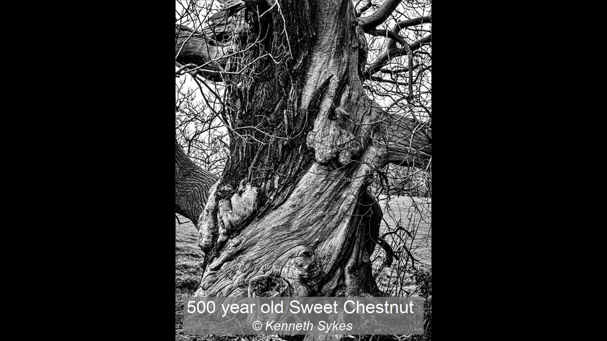 500 year old Sweet Chestnut